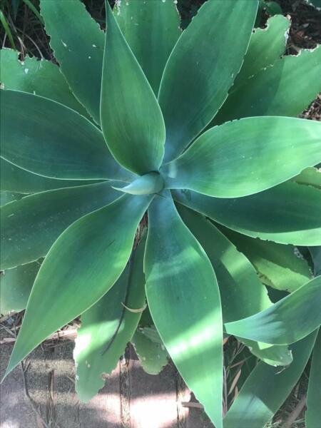 Healthy Agave Plants - All sizes & prices $5 up