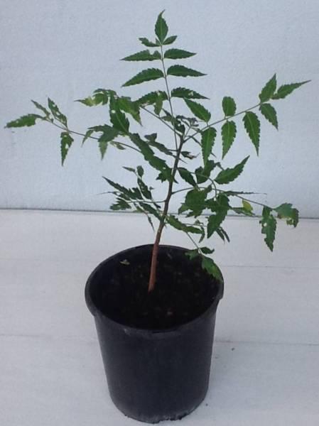 TROPICAL AND SOUGHT AFTER - INDIAN NEEM PLANT