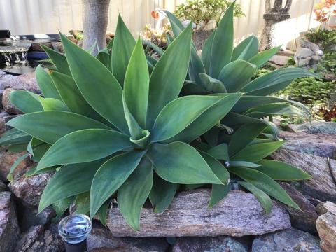 Agave, succulent, cacti, waterwise plants