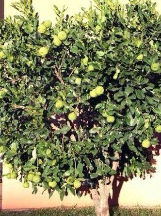 Wanted: Kaffir Lime Tree Wanted