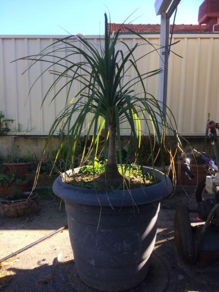 Ponytail Palm In large pot