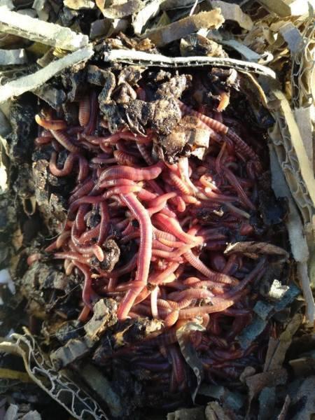 1000x Live Compost Worms [garden worm farm] North Syd