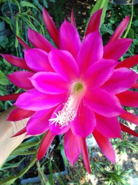 Epiphyllum Multiple Cuttings for sale!