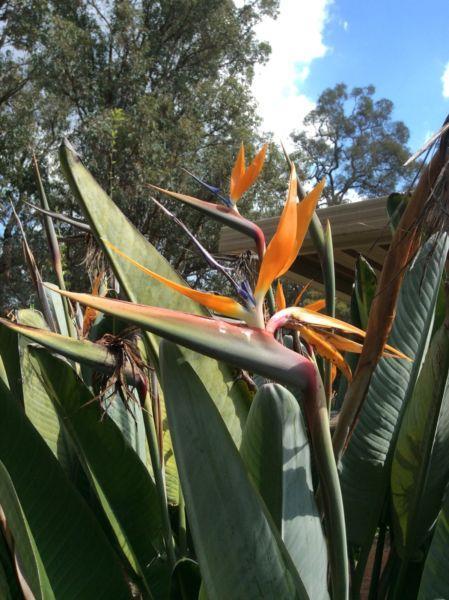 Giant bird of paradise plant