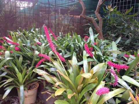 Bromeliads