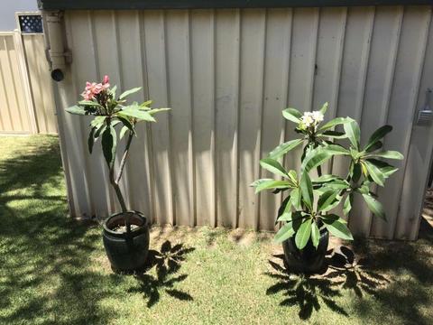 Frangipani plants