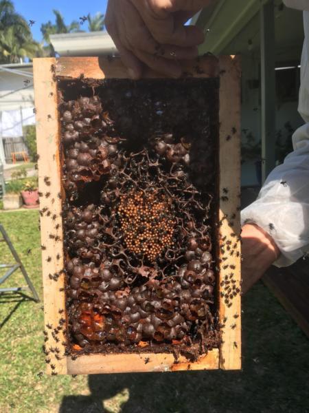 Native bee hive rescue