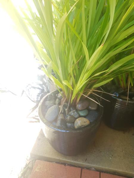 X3 Large Dianella Goddess Plants in Black Pots with Pebbles