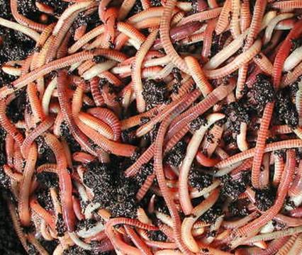 Worms for worm farms, fishing, composting or the garden