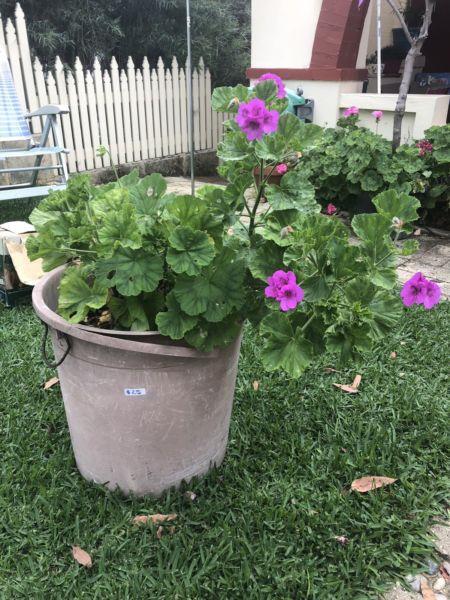 Geraniums (6) in a large pot