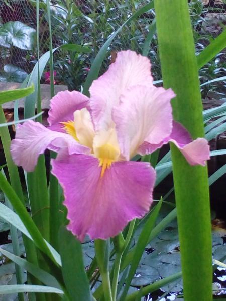 Louisiana or Water Iris