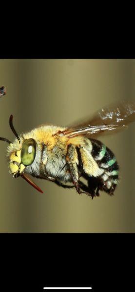 Wanted: Wanted blue banded bees . Thank you