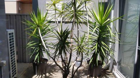 Big Yucca plants x2