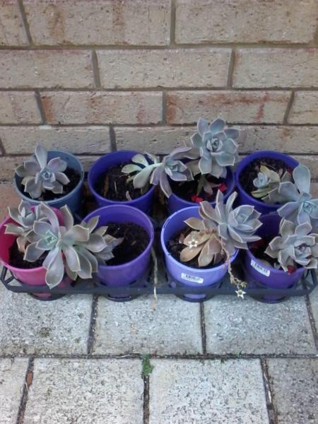 Assorted Plants from $1