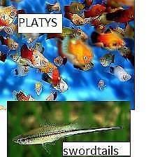Platties and swordtails 20 for $20
