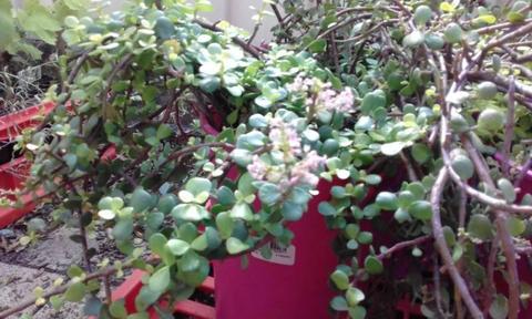 Flowering jade plants landscaping quantity