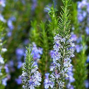 Rosemary plants. Tube stock size. Drought hardy and fragrant