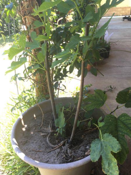 Black Genoa fig plants