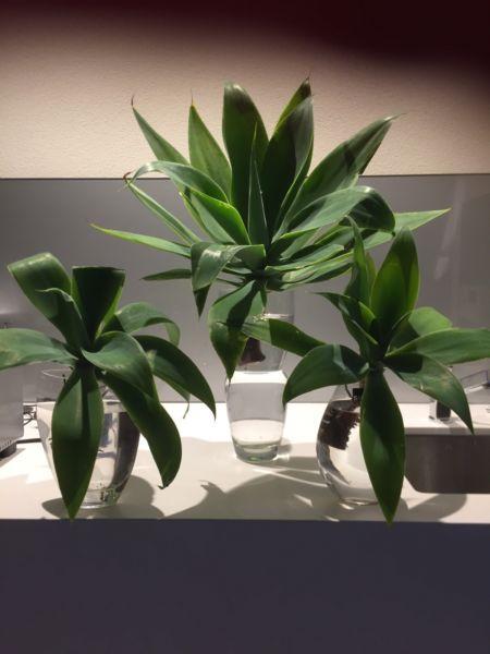 Salt Pepper Vase with Plant for Display/ Room Decor