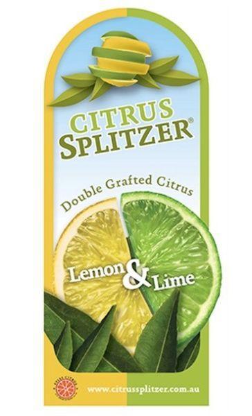 Citrus Splitzer Lemon & Lime Tree