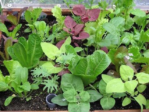 Mixed seeds of the Season - Leafy vegetables