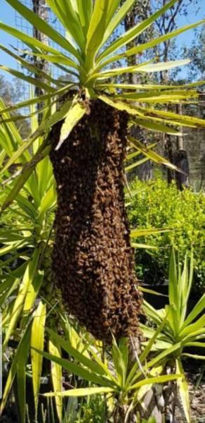 Bee Removal Swarm Removal Free