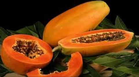 PLANTS PAWPAW PAPAYA FRUIT TREES FROM $5 PLUS OTHER PLANTS