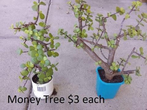 20cm tall MONEY TREE $3 each @mie