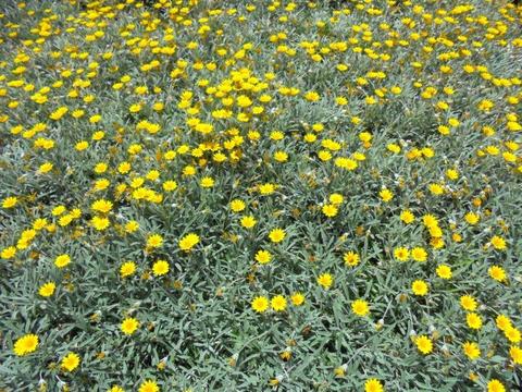 WATER WISE Ground Cover - Silver Gazania