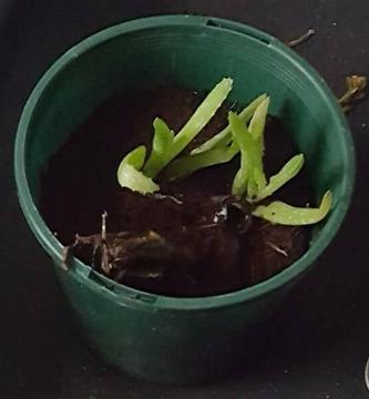 Baby Aloe Vera Plant!