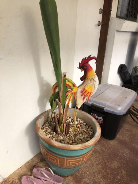 Large pot, bird of paradise & rooster$50