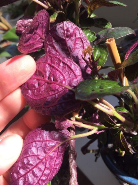 Hemigraphis colorata 'exotica' purple waffle plant indoor plant house