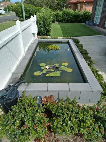 Fish Pond Water Garden