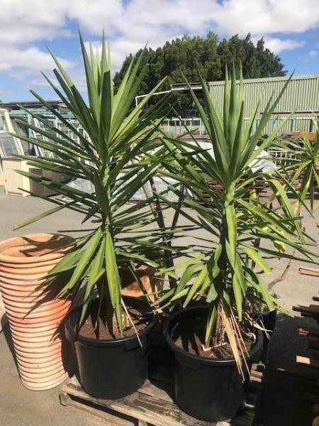 Large Yucca Plants $65 Each - Vinsan Salvage - G440
