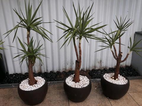 Yuccas 3x in brown concrete pots