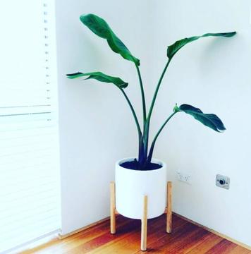 Bird of Paradise - potted indoor plant