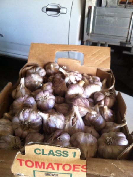 Garlic fresh organic