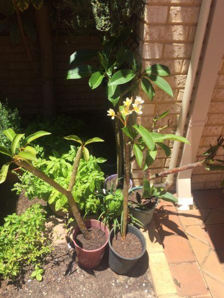 Cycads and frangipani plants