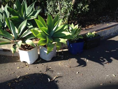 Plants Agave and Iris