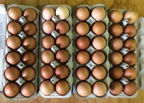 Large fresh chicken or duck eggs - free range delicious!