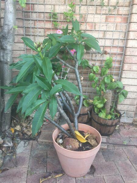 Frangipani trees in pots-$20 each!