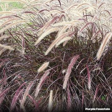 Purple Fountain Grass and 100's of excellent plants@cheap prices