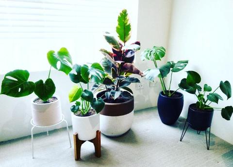 Potted indoor plants - from $20