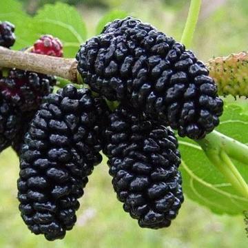 Mature mulberry tree for sale (Black mulberry)