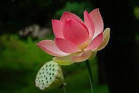 Sacred lotus plants
