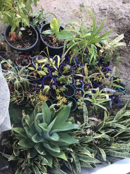 Assorted plants.. must sell... make us an offer