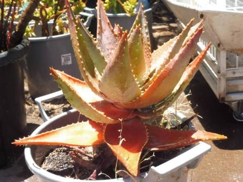 UNUSUAL RED GREEN ALOE TYPE SUCCULLENT ESTABLISHED $15