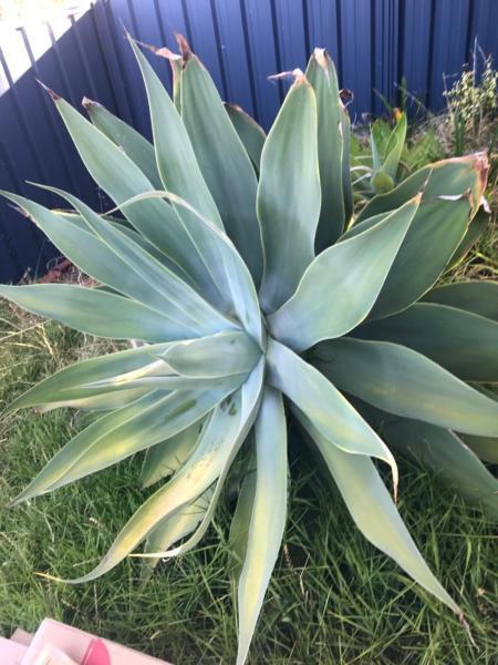 Agaves large very healthy