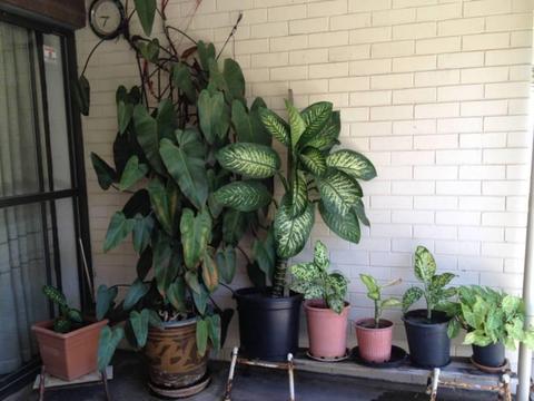 Philodendrons - Potted