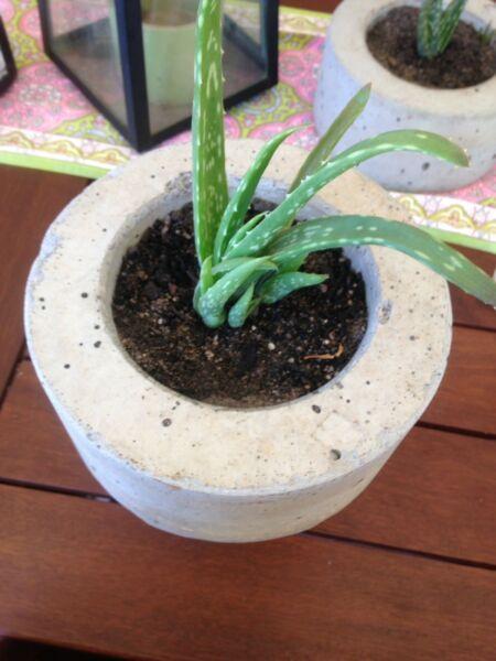 Aloe Vera pot plants